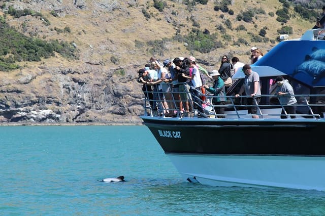 Akaroa Harbour Nature Cruise - Photo 1 of 7